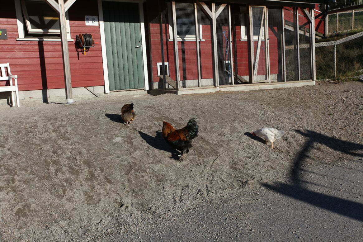 Bilde av hane og høns ute
